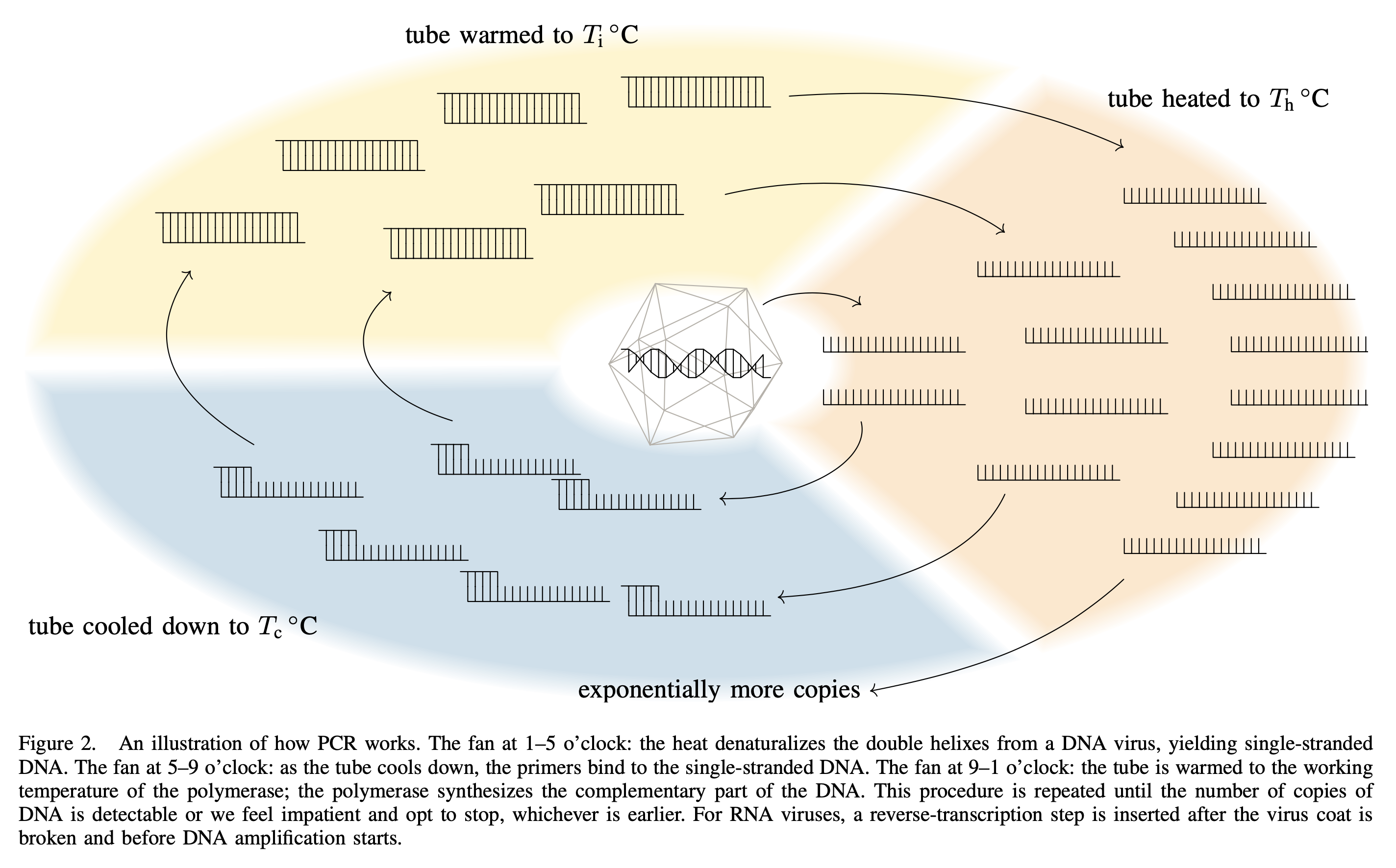 How DNA are amplified through cycles of PCR